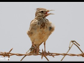 صور من ابداع اعضاء عمان فوتو
