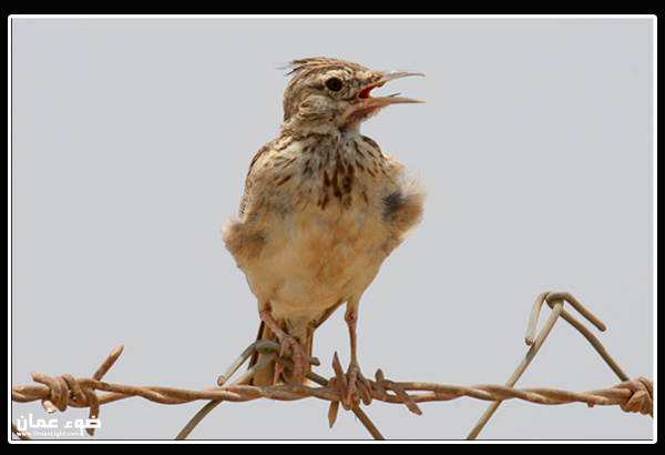 صور من ابداع اعضاء عمان فوتو