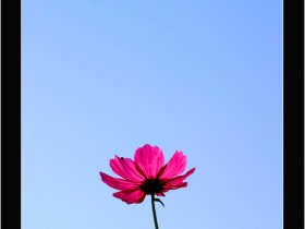 صور من ابداع اعضاء عمان فوتو