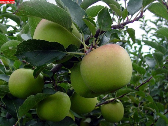 طبيعة