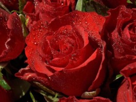 roses photo wallpaper 02557 high
