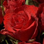 roses photo wallpaper 02557 high