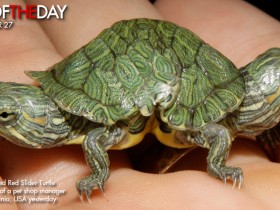 سلحفاة صغيره جداً