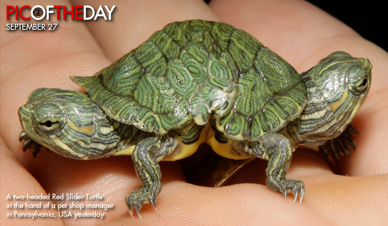 سلحفاة صغيره جداً