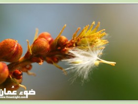 صور من ابداع اعضاء عمان فوتو