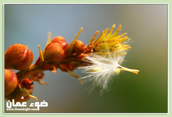 صور من ابداع اعضاء عمان فوتو