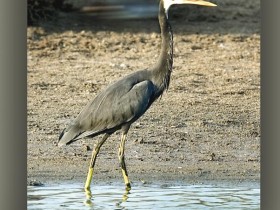 صور من ابداع اعضاء عمان فوتو