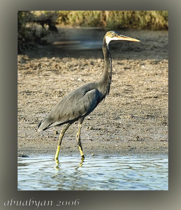 صور من ابداع اعضاء عمان فوتو