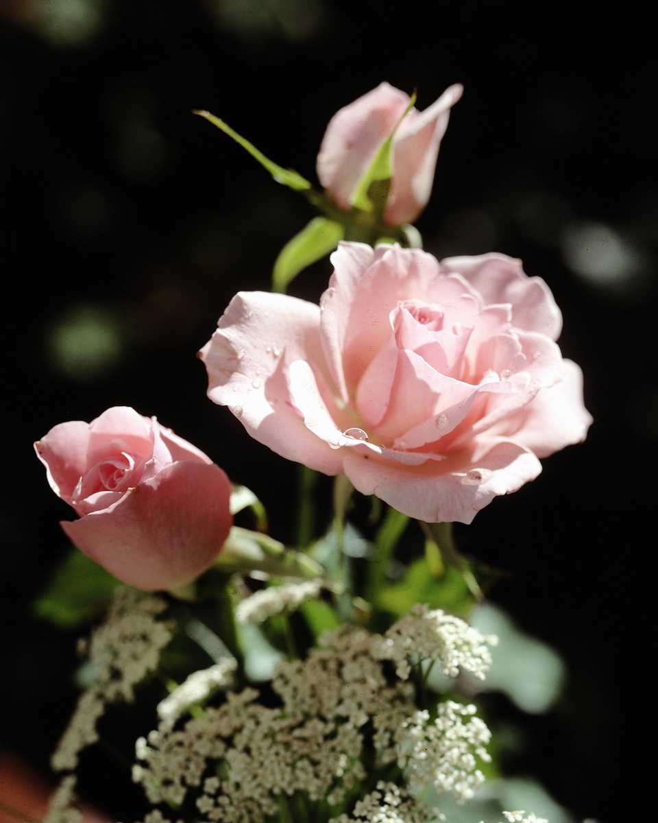 PTBL0034