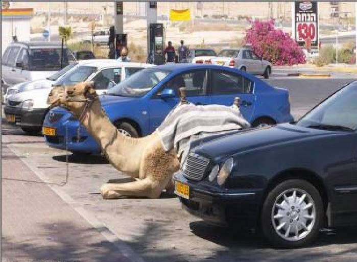 بدوي مداوم في روي
