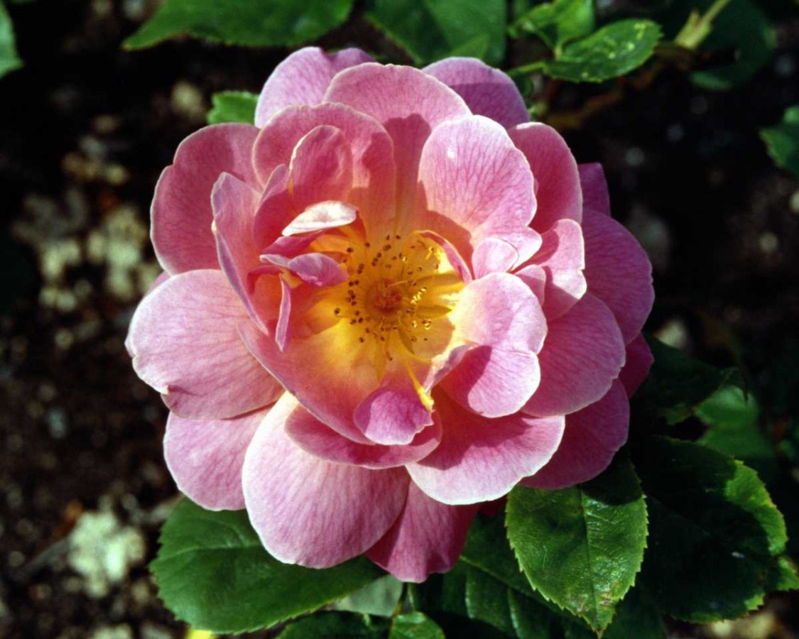 PTBL0097
