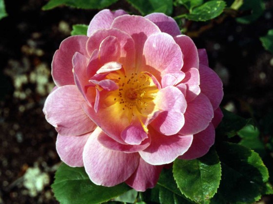 PTBL0097
