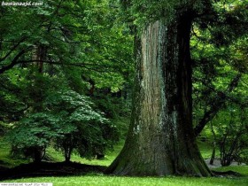 nature_24_1_
