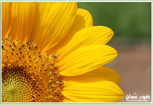 صور من ابداع اعضاء عمان فوتو