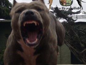 pitbull attack