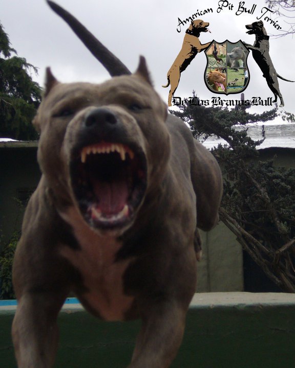pitbull attack