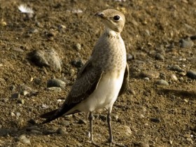 صور من ابداع اعضاء عمان فوتو