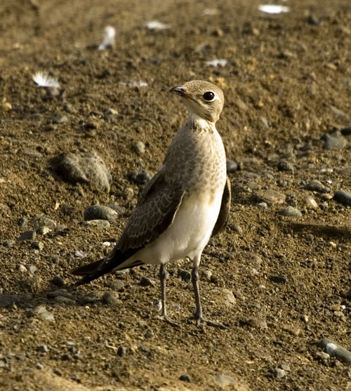 صور من ابداع اعضاء عمان فوتو