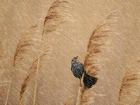 صور منوعة من الإنترنت
