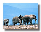 tnAnimals0-sooar_org