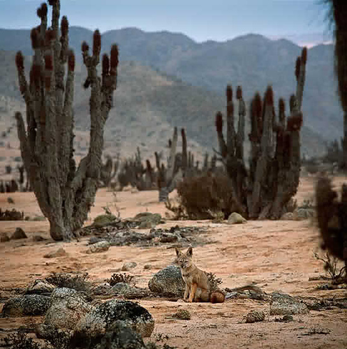 2045243189_96b0eb7e65_1_