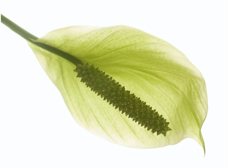 1545898-d912298e4a7428e1_1_