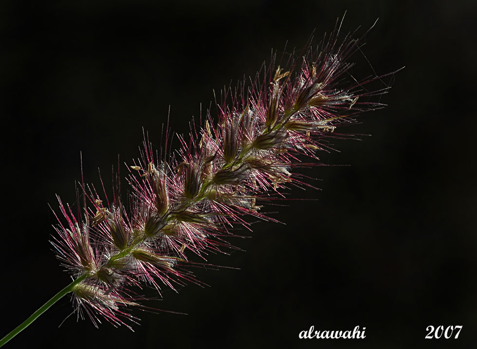 صور من ابداع اعضاء عمان فوتو