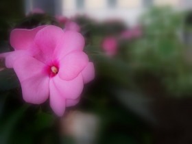 صور من ابداع اعضاء عمان فوتو