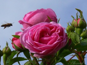 صور من ابداع اعضاء عمان فوتو