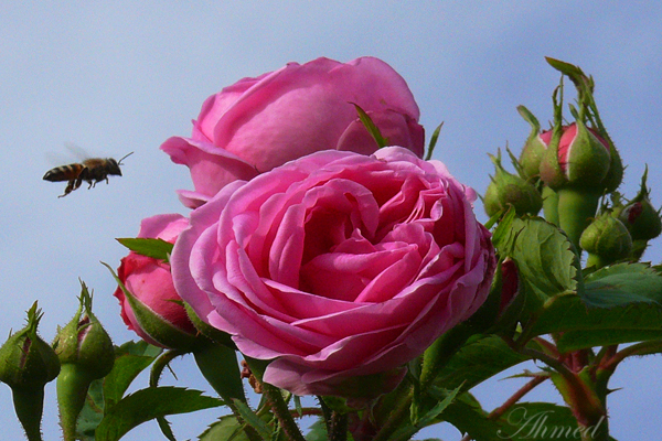 صور من ابداع اعضاء عمان فوتو