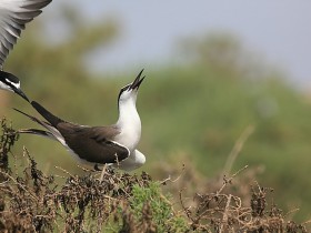 صور من ابداع اعضاء عمان فوتو