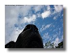 tnNature18-sooar_org