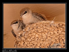 صور من ابداع اعضاء عمان فوتو