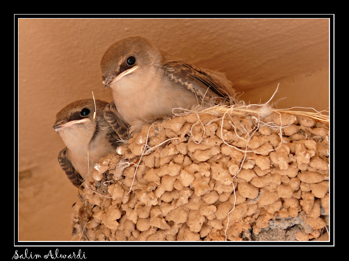 صور من ابداع اعضاء عمان فوتو
