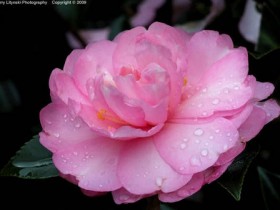 صور منوعة من الإنترنت