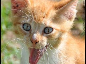 صور منوعة من الإنترنت