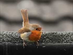صور منوعة من الإنترنت