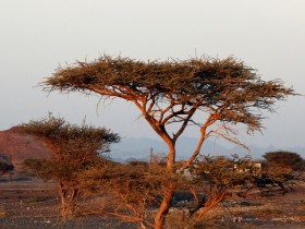 صور من ابداع اعضاء عمان فوتو