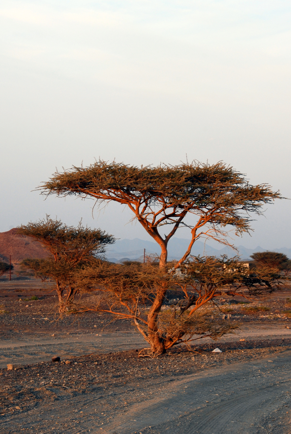 صور من ابداع اعضاء عمان فوتو