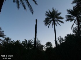النخيل