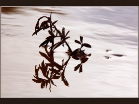 صور من ابداع اعضاء عمان فوتو