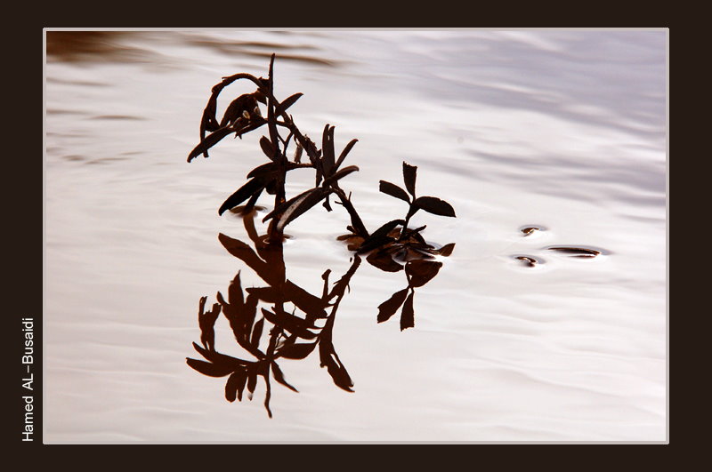 صور من ابداع اعضاء عمان فوتو