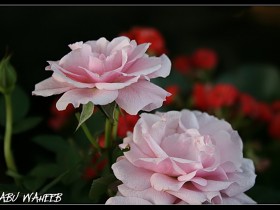 صور من ابداع اعضاء عمان فوتو