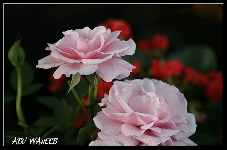 صور من ابداع اعضاء عمان فوتو