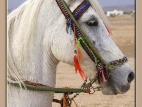 صور من ابداع اعضاء عمان فوتو