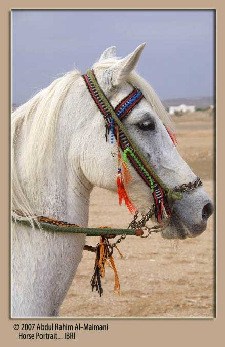 صور من ابداع اعضاء عمان فوتو