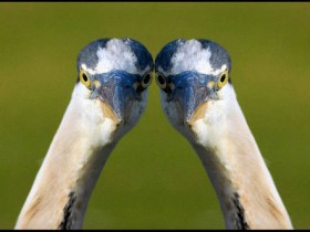 صور منوعة من الإنترنت
