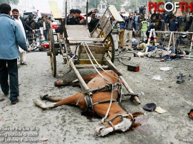 عجلة مركبة الحصان تهاوى بسبب ضعف الخيل