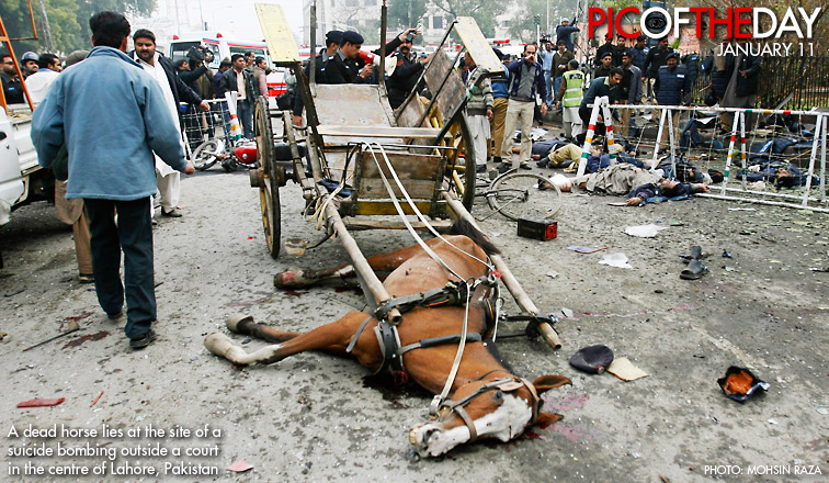 عجلة مركبة الحصان تهاوى بسبب ضعف الخيل