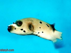 fish600_1_